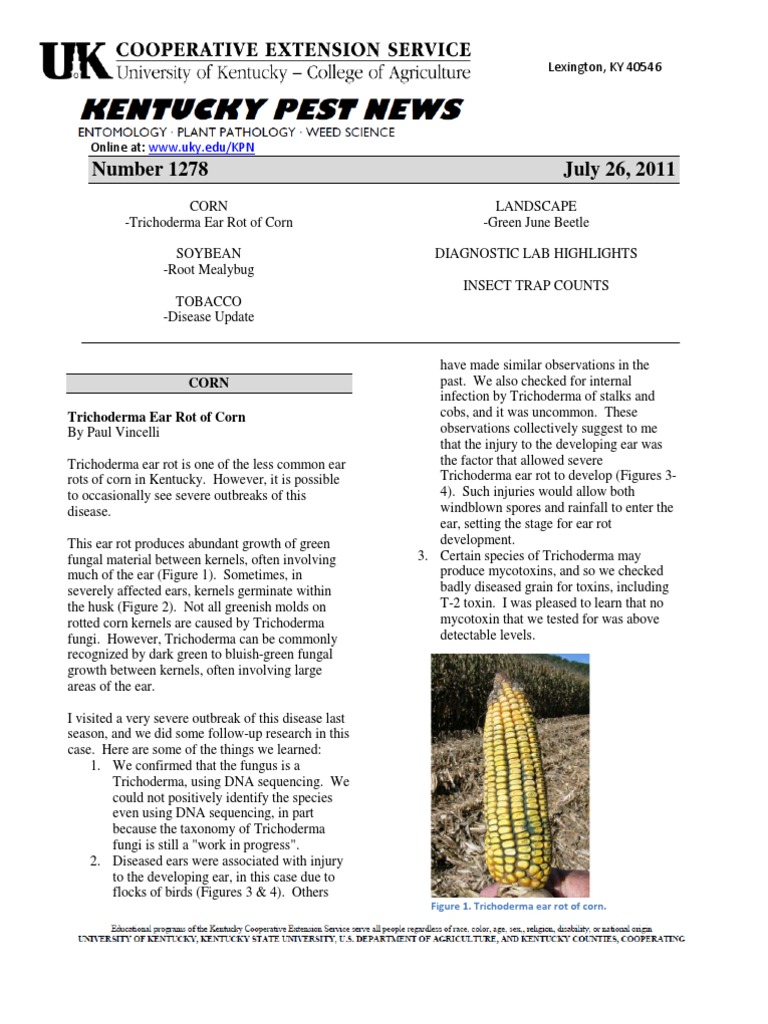 Trichoderma Ear Rot in Corn Explained | PDF | Fungus | Maize