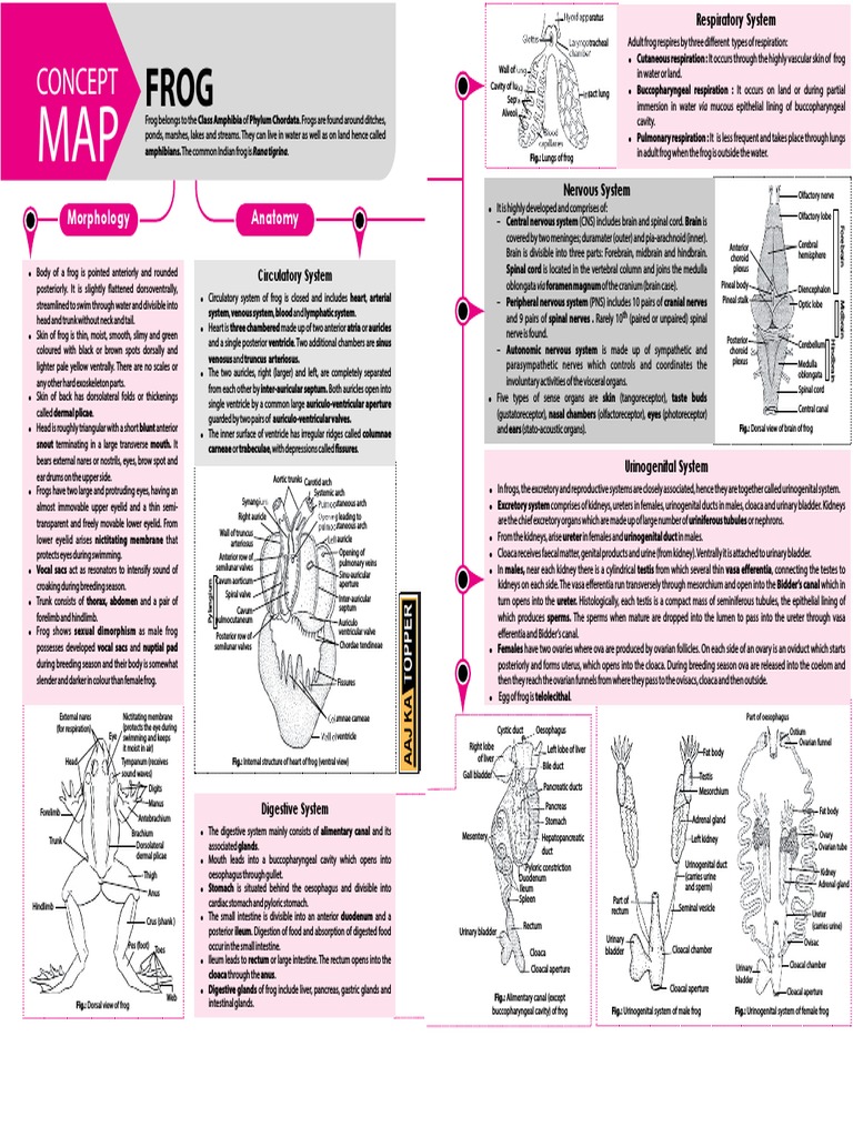 Adult frog respiration through skin, mouth and lungs | PDF