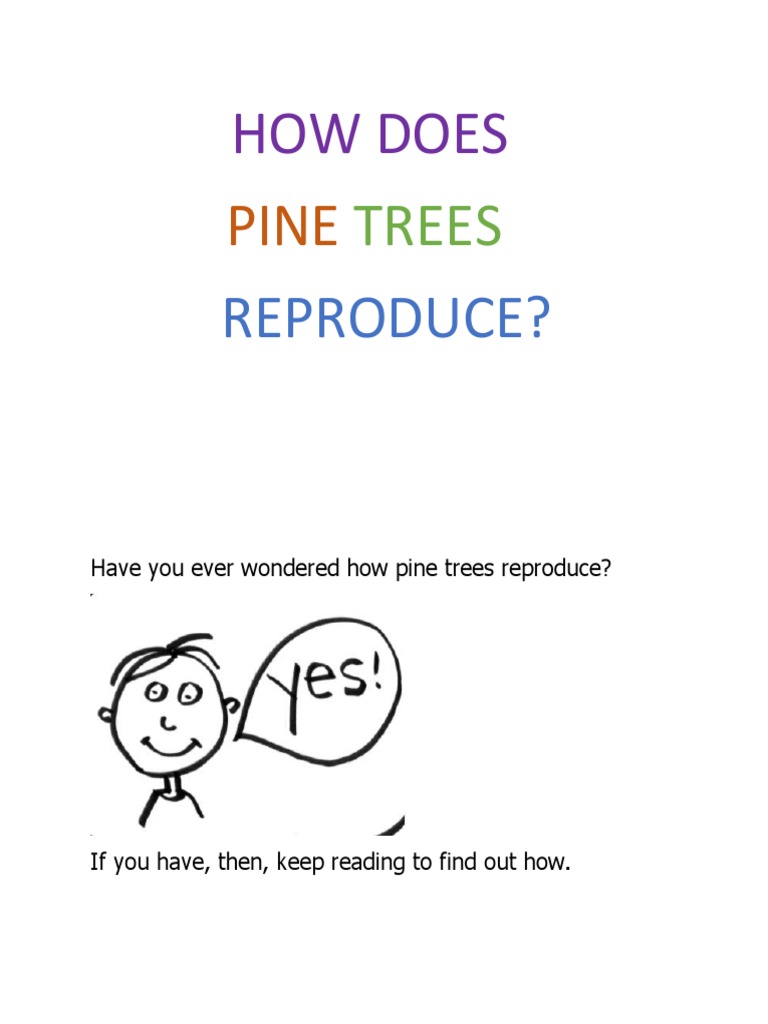 How Do Pine Trees Reproduce PDF