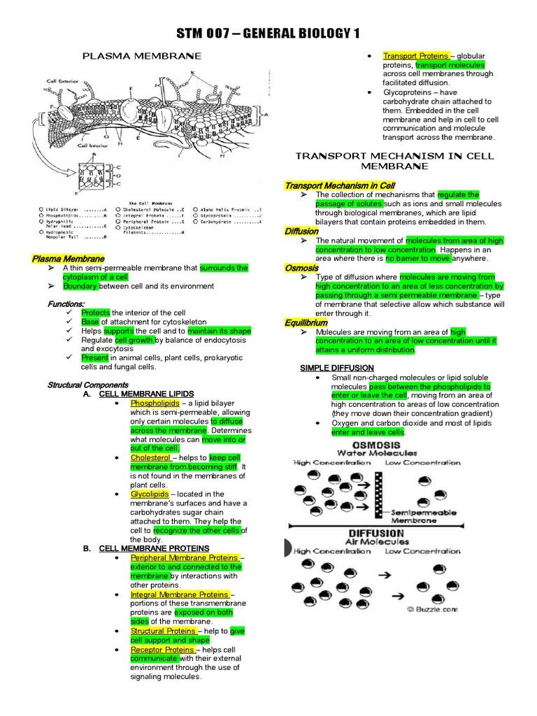 General Biology 1 2nd Quarter Notes | PDF | Cell Membrane | Cellular ...