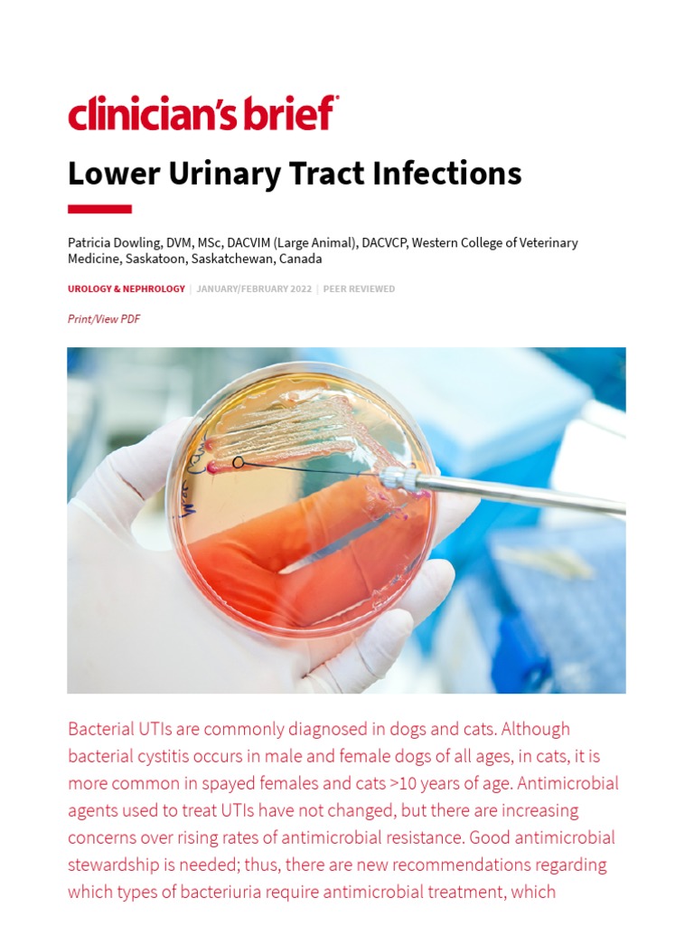 Canine and Feline UTI Treatment Guide | PDF | Urinary Tract Infection ...