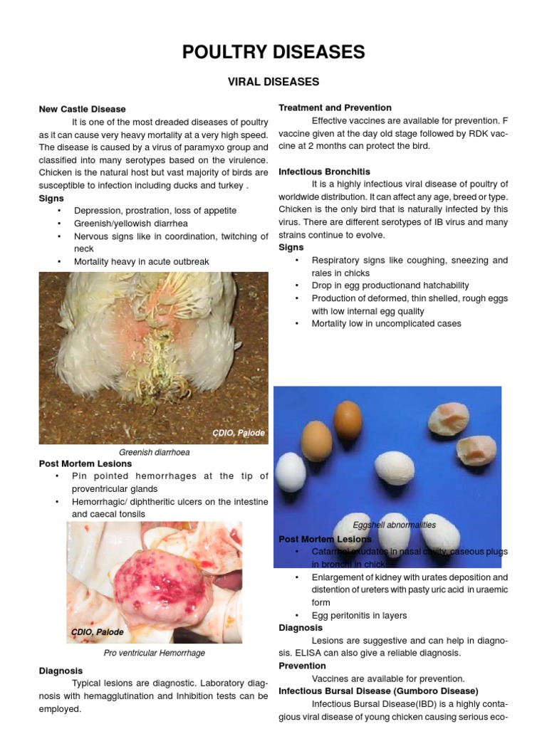 Poultry Diseases Infection Public Health