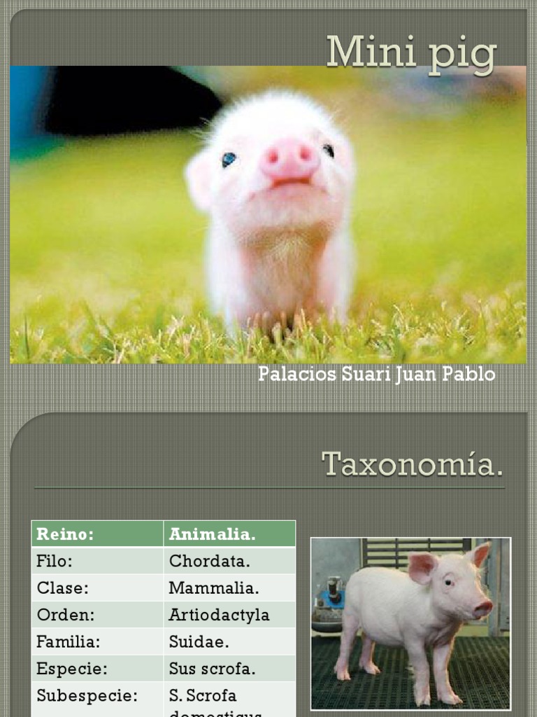 Minipig Animales de Laboratorio | PDF | Sistema circulatorio | Medicina ...