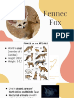 Fennec Fox Presentation
