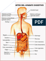 Sistemas Cuerpo Humano