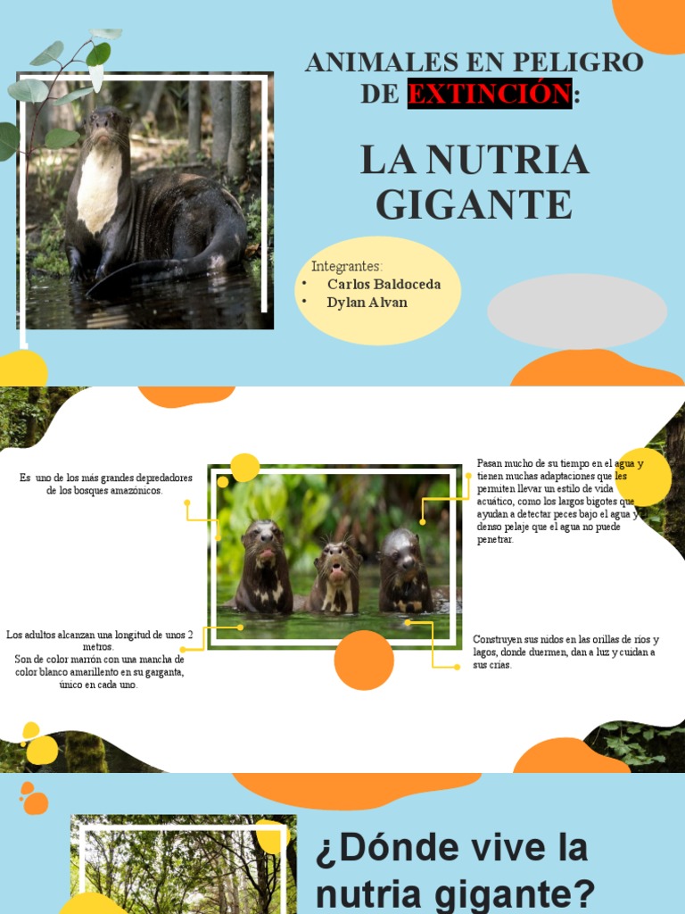 Nutria Gigante: Peligro de Extinción | PDF | Nutria | Extinción