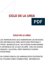 Destinos metabólicos de los aminoácidos excedentarios