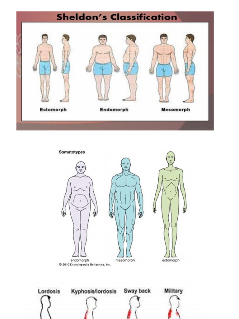 Somatotype Body Classification Presentation PDF