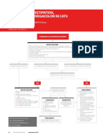 Diagnosing Constipation, Obstipation, & Megacolon in Cats