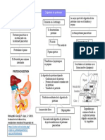 Digestión de Proteínas