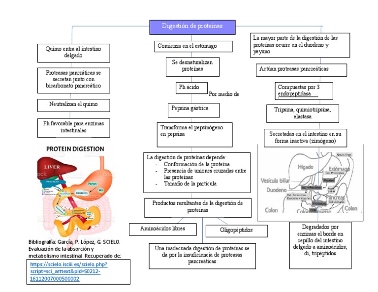 Digestión de Proteínas PDF Digestión Biomoléculas