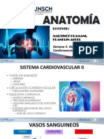 Sistema Cardiovascular Ii