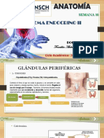 Sistema Endocrino Ii