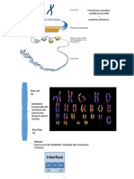 Consell Genetic Mitosi Vs Meiosi