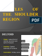 Muscles of the Shoulder and Arm