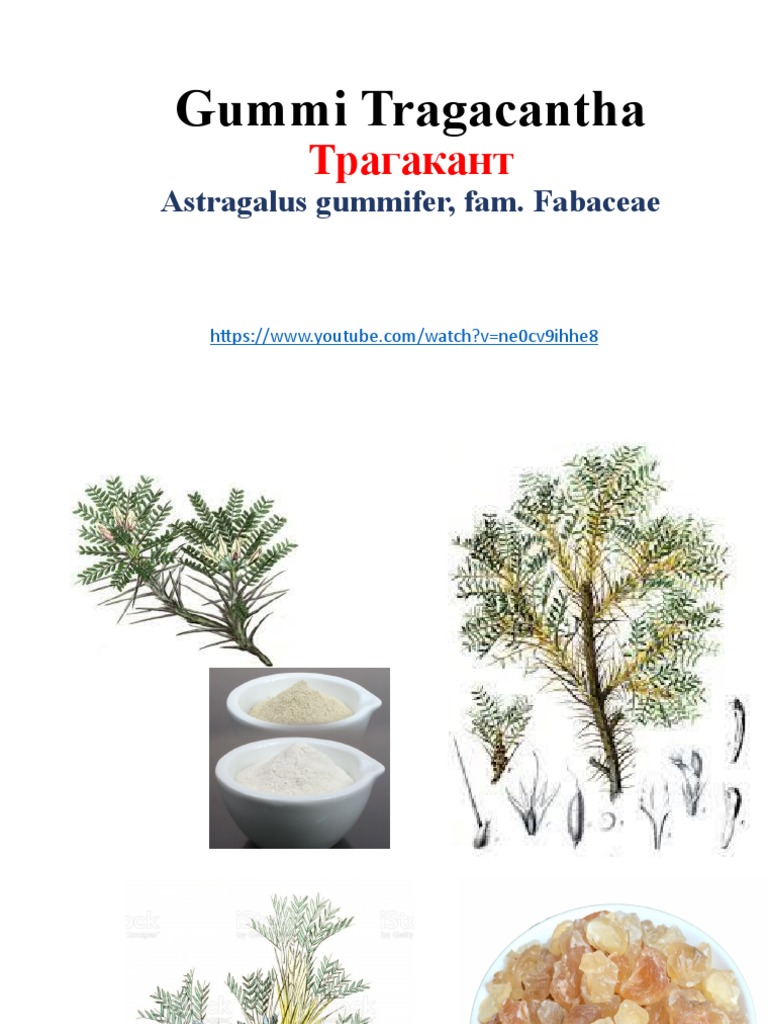 ТРАГАКАНТ | PDF