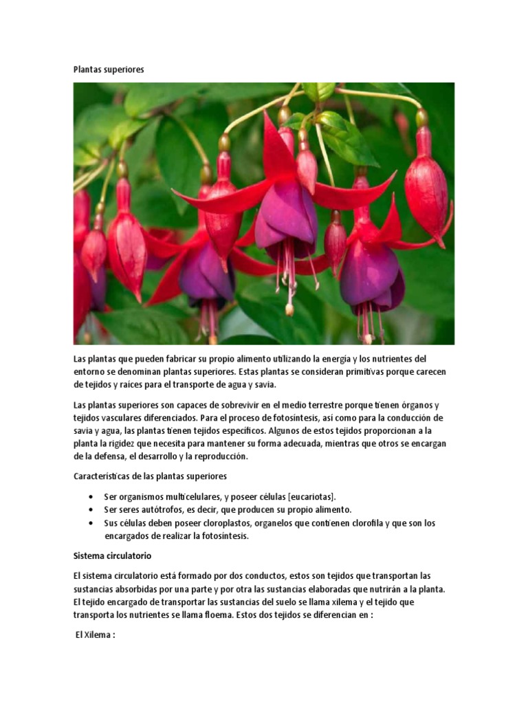 Plantas Superiores PDF