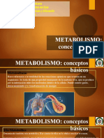 Tema 4 Metabolismo