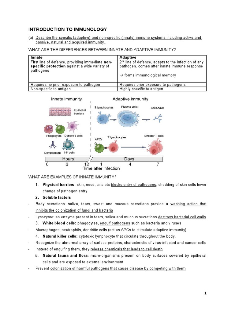 Overview of Immune System Functions | PDF | T Cell | Cytotoxic T Cell