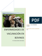 Enfermedades Vacunacion Bovina