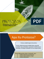 PROTOZOA