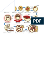 Basic Neurogenesis Images