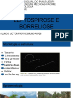 Leptospirose e Borreliose