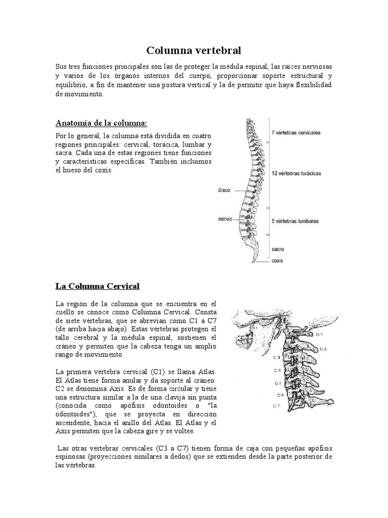 Anatomía y Funciones de la Columna Vertebral | PDF | La columna ...