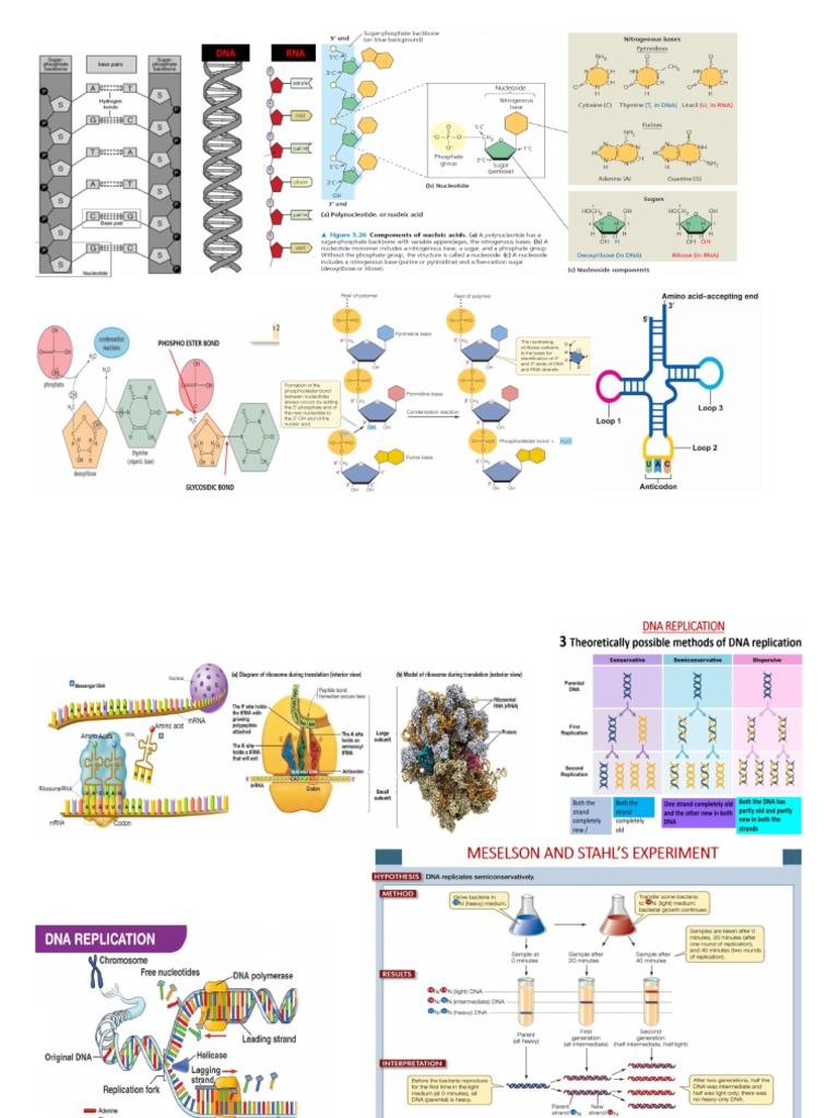 NUCLEIC ACID Class Notes Print | PDF
