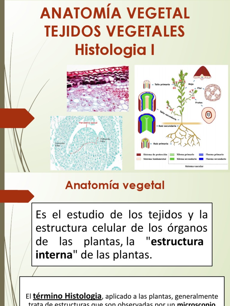 Dibujo de Peridermis Vegetal | PDF | Tallo de la planta | Estoma