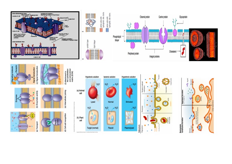 Cell Membrane Class Notes Print | PDF