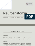 Neuroanatomía 2022