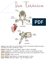 Vértebra Torácica