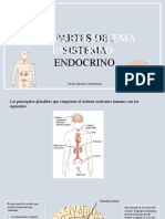 Sistema Endocrino