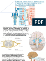 Diferencias Anatómicas, Fisiológicas Importantes Entre La Parte