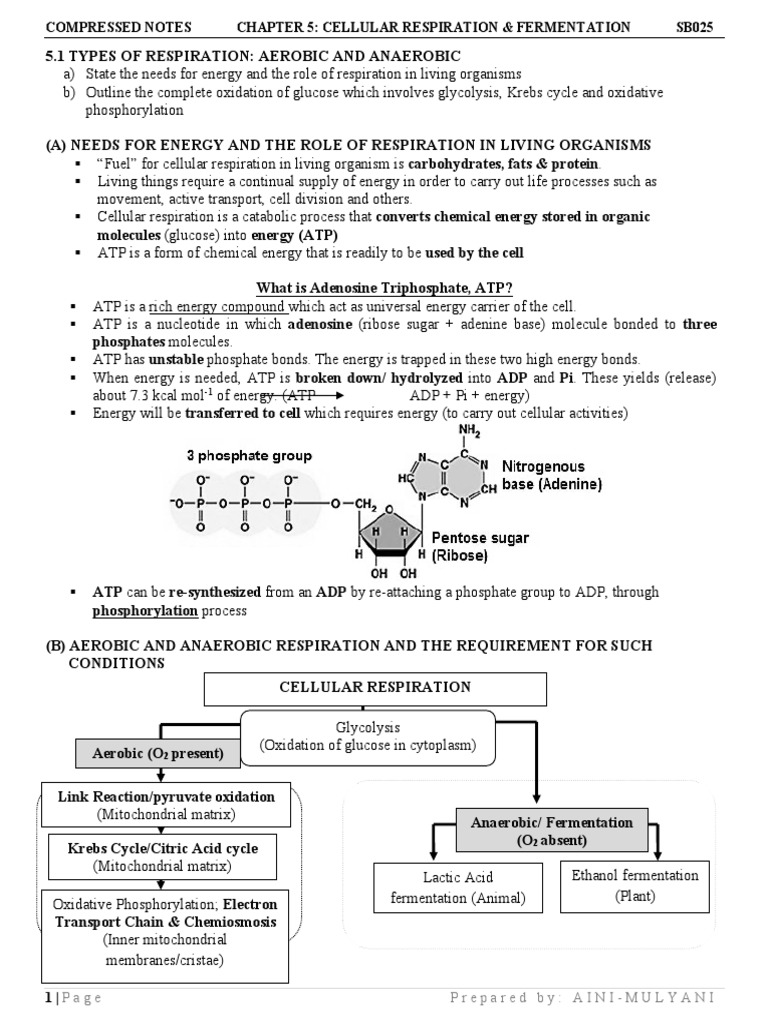 5 Compressed Notes Cellular Respiration | PDF