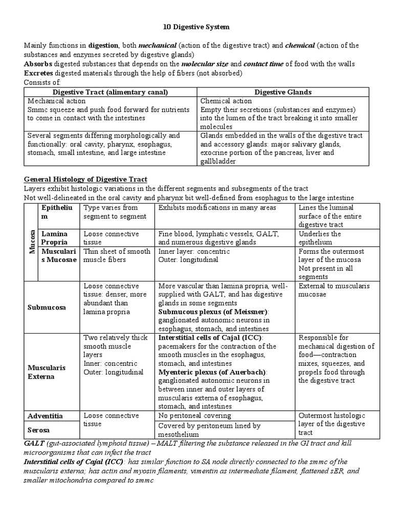 Digestive System | PDF