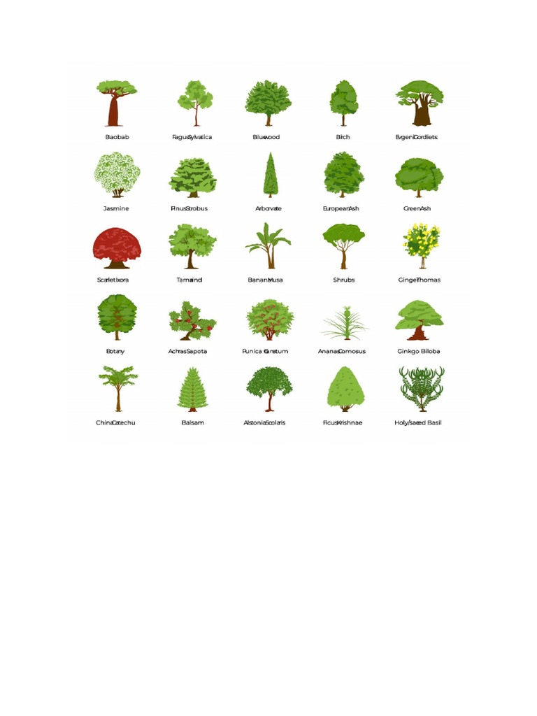 Types of Trees | PDF