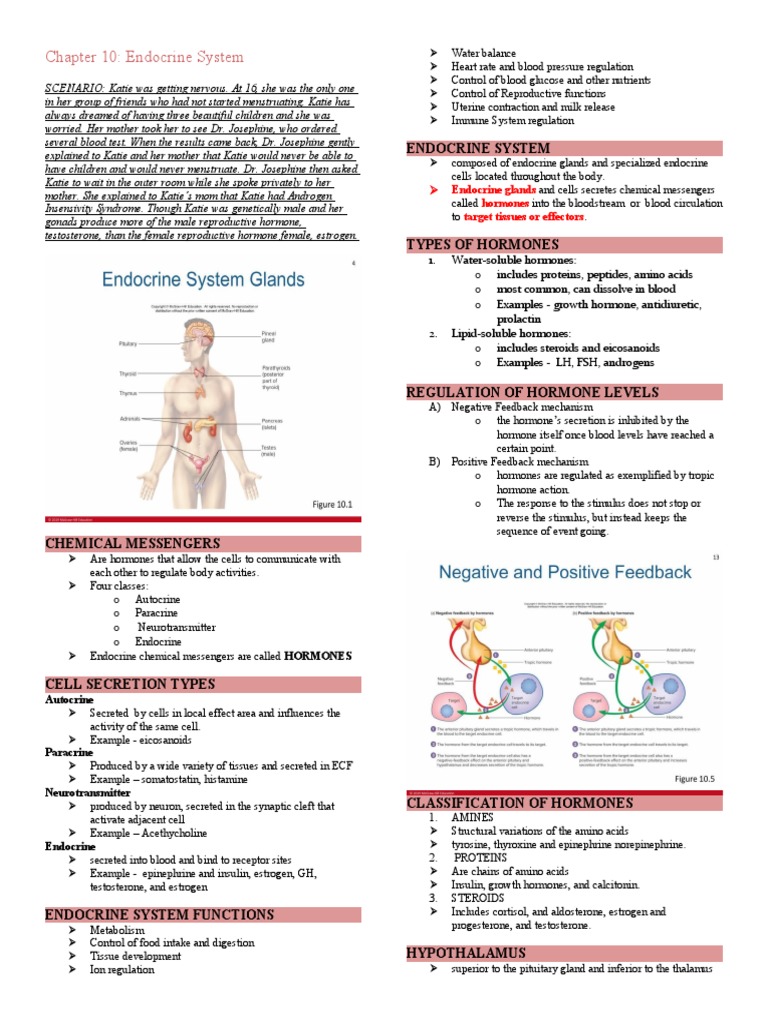 Chapter 10 ANATOMY AND PHYSIOLOGY | Download Free PDF | Adrenal Gland ...