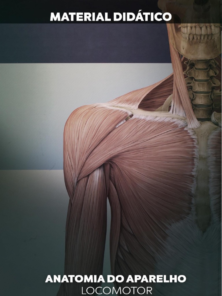 O Sistema Locomotor Humano Estrutura Fisiologia E Principais Lesões