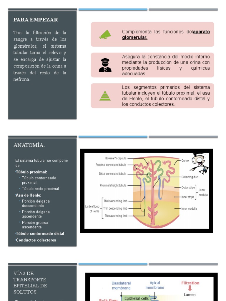 Función y Anatomía del Sistema Tubular | PDF | Riñón | Anatomia animal