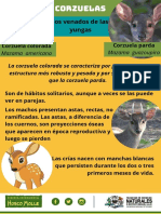 Corzuela PDF