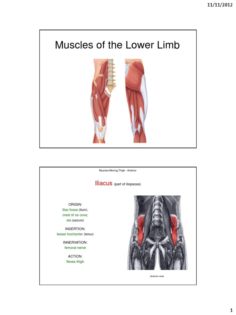 Lower Limb Muscle Anatomy Guide | PDF | Foot | Human Leg