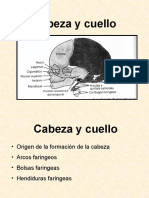 Cabeza y Cuello Embrio-2 Parte 1