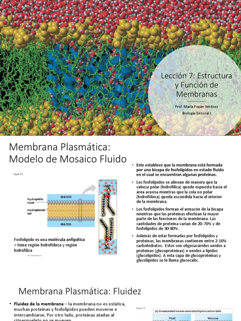 Lecci n 7 estructura y funci n de membrana pdf estudios de idiomas