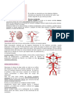 L-7 Anatomia