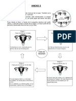 Ciclo Mestrual