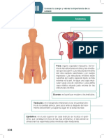 Tema 11 Sistema Reproductor Masculino