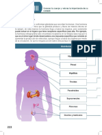 Tema 10 Sistema Endócrino