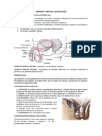 APARATO GENITAL MASCULINO